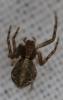342450 – Photo : Christian Berquer – France (05)